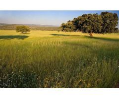 EXCEPCIONAL FINCA GANADERA EN VENTA Y DE LABOR 520 HECTÁREAS DE DEHESA