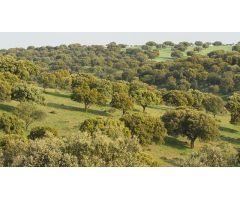 EXCEPCIONAL FINCA GANADERA EN VENTA Y DE LABOR 520 HECTÁREAS DE DEHESA