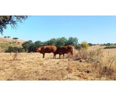 FINCA RÚSTICA DE 27HA CON VIVIENDA Y FACILIDADES DE PAGO