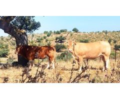 FINCA RÚSTICA DE 27HA CON VIVIENDA Y FACILIDADES DE PAGO