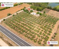 BONITA FINCA CON CASETA EN ULLDECONA