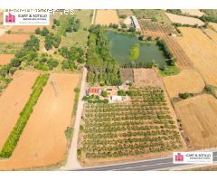 BONITA FINCA CON CASETA EN ULLDECONA