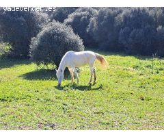 Parcela en Venta en San Roque, Cádiz