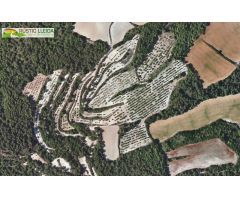 FINCA DE OLIVOS (DE UNOS 111.000 M2) EN LA CONCA DE BARBERÀ.