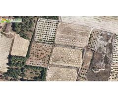 FINCA DE REGADIO (DE UNOS 7.500 M2) EN LES BORGES BLANQUES.