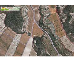 FINCA DE OLIVOS (DE UNAS 3,5 HA) EN EL TÉRMINO DE MALDÀ.