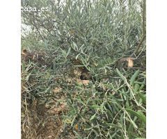parcela de 5500 metros sembradas de olivos en Coín