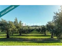 Terreno de Secano con Plantación de Olivos en Campo de Criptana