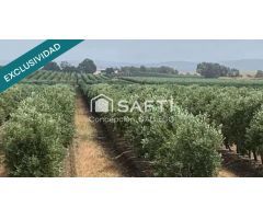 Terreno de Secano con Plantación de Olivos en Campo de Criptana