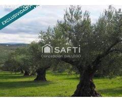 Terreno de Secano con Plantación de Olivos en Campo de Criptana