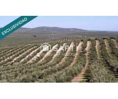 Terreno de Secano con Plantación de Olivos en Campo de Criptana