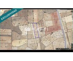 Terreno de Secano con Plantación de Olivos en Campo de Criptana