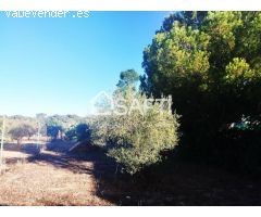 Venta de dos Lejíos juntos en la zona de la Zafrilla EL Ejido. Suman 3250m2 con casa y piscina. Exc
