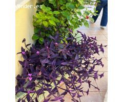 Pisos en Venta  Xeraco Valencia