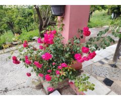 Casa de campo-Masía en Venta en Genalguacil Málaga 