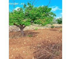 Terreno Rústico Urbanizable con Encanto Mallorquín