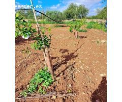 Terreno Rústico Urbanizable con Encanto Mallorquín