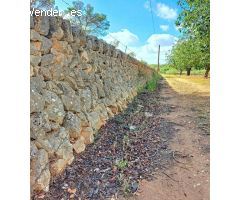 Terreno Rústico Urbanizable con Encanto Mallorquín