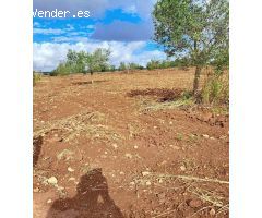 Terreno Rústico Urbanizable con Encanto Mallorquín