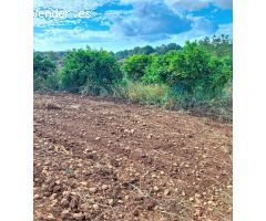 Terreno Rústico Urbanizable con Encanto Mallorquín