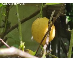 Finca rústica con agua y luz