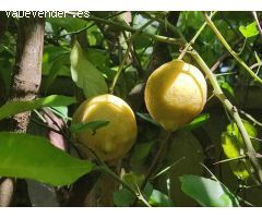 Finca rústica con agua y luz