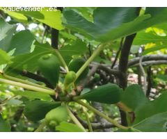 Finca rústica con agua y luz