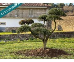 Casa señorial gallega de 610 m2 de vivienda y terrenos 12.267m2, 3.000 metros de esos son edificabl