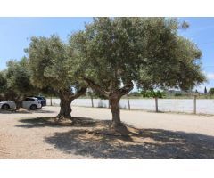Terreno hipica en Almenara