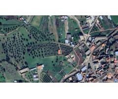 Olivar de 1.819 m²
