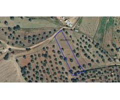 Olivar de 1.819 m²