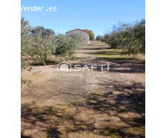 DISFRUTA DE ESTA MARAVILLA ! . Un campo precioso, cuidado con mimo, donde olivos en plena producció