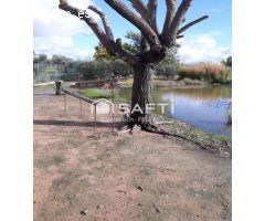 DISFRUTA DE ESTA MARAVILLA ! . Un campo precioso, cuidado con mimo, donde olivos en plena producció