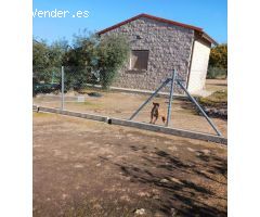 DISFRUTA DE ESTA MARAVILLA ! . Un campo precioso, cuidado con mimo, donde olivos en plena producció