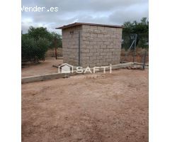 DISFRUTA DE ESTA MARAVILLA ! . Un campo precioso, cuidado con mimo, donde olivos en plena producció