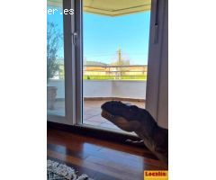 Pisos en Venta  Oruña De Piélagos Cantabria
