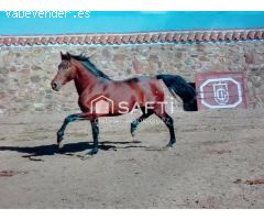 Venta de finca con gran vivienda y Plaza de toros, Badajoz (Extremadura)