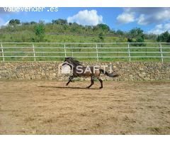 Venta de finca con gran vivienda y Plaza de toros, Badajoz (Extremadura)