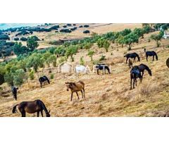 Venta de finca con gran vivienda y Plaza de toros, Badajoz (Extremadura)