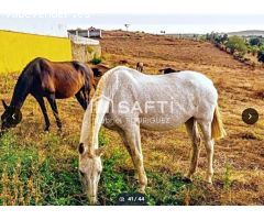 Venta de finca con gran vivienda y Plaza de toros, Badajoz (Extremadura)