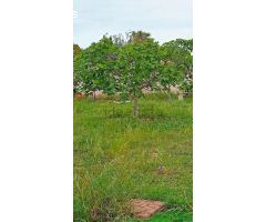 SE VENDE PARCELA VALLADA / MUTXAMEL / CASITA DE MADERA