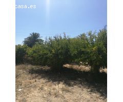 SE VENDE TERRENO EN ELCHE (PARTIDA LAS BAYAS) , 4.000 mts , VALLADO , CON CASETA APEROS