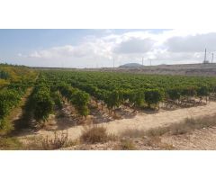 SE VENDE PARCELA EN PRODUCCION  DE VIÑEDOS  DE LA VARIEDAD ALEDO, RENTABILIDAD DEMOSTRADA