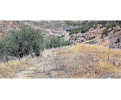 Terreno con olivos, invernadero y cuarto apero con agua y luz en la montaña de San Bartolomé de Tira