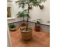 Zona Centro-Playa: ¡Vivienda Exclusiva!