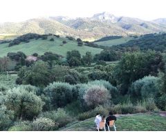 FINCA PANORÁMICA EN LA SIERRA DE CÁDIZ: NATURALEZA, ESPACIO Y LICENCIA TURÍSTICA