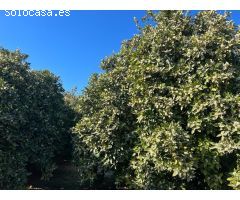 Finca de recreo en el Valle de Lecrin