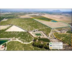 GRAN FINCA AGRÍCOLA EN PRODUCCIÓN EN ALGORFA