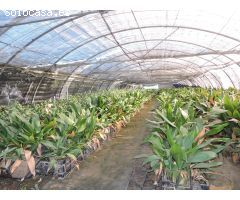 Vendemos almacén agrícola con vivienda y vivero en venta en Alfarp