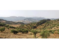 SE VENDE FINCA RUSTICA EN ALGODONALES